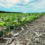 The Alinova variety of soybean from Sevita was developed to help growers in Ontario and Quebec meet the demand for high-oleic varieties from food processors abroad, particularly in Japan. | SEVITA PHOTO