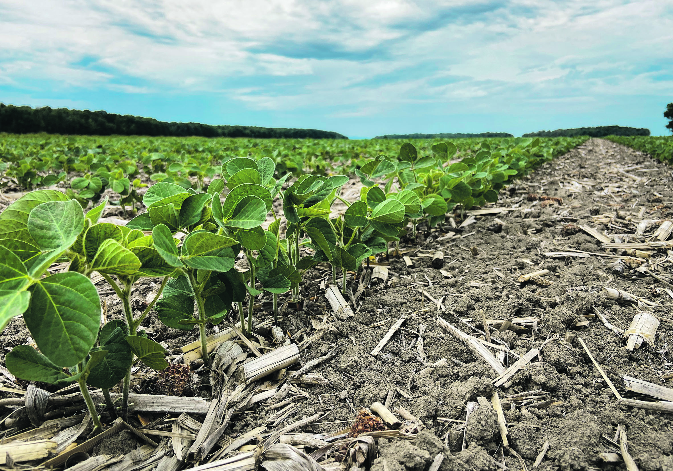The Alinova variety of soybean from Sevita was developed to help growers in Ontario and Quebec meet the demand for high-oleic varieties from food processors abroad, particularly in Japan. | SEVITA PHOTO
