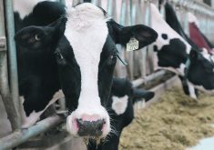 The Senate committee reviewing Bill C-282, which would protect supply management in future trade talks, has wrapped up hearings and moved to clause-by-clause study. | FILE PHOTO