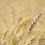 Managed money funds didn’t extend their optimism in the corn markets to wheat. Their overall wheat
position in the three U.S. exchanges moved even further to the short side for the second consecutive
week. | FILE PHOTO