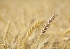Managed money funds didn’t extend their optimism in the corn markets to wheat. Their overall wheat
position in the three U.S. exchanges moved even further to the short side for the second consecutive
week. | FILE PHOTO