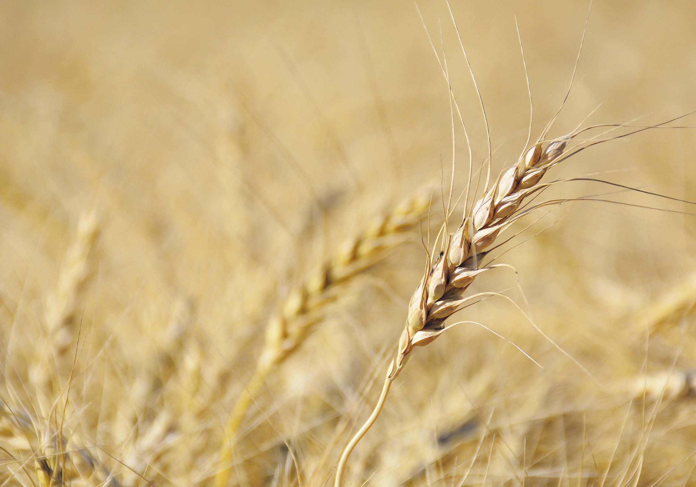 Managed money funds didn’t extend their optimism in the corn markets to wheat. Their overall wheat
position in the three U.S. exchanges moved even further to the short side for the second consecutive
week. | FILE PHOTO