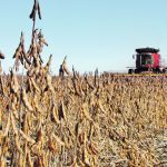 The trade war that broke out between the United States and China in
2018-19 had long-term implications for American soybean exports.
The U.S. and Brazil each exported about 60 million tonnes of the
crop before the trade dispute, but the U.S. Department of Agriculture
now expects the U.S. will export 50 million tonnes in 2024-25 while
Brazil will export 105 million tonnes. | FILE PHOTO