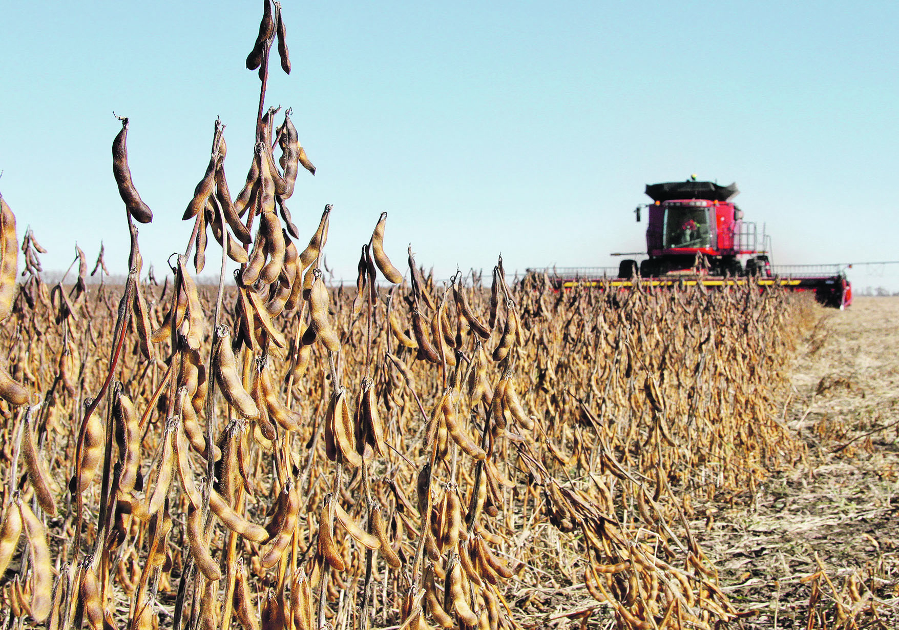 The trade war that broke out between the United States and China in
2018-19 had long-term implications for American soybean exports.
The U.S. and Brazil each exported about 60 million tonnes of the
crop before the trade dispute, but the U.S. Department of Agriculture
now expects the U.S. will export 50 million tonnes in 2024-25 while
Brazil will export 105 million tonnes. | FILE PHOTO