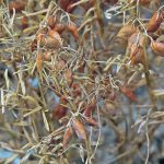 Analysts estimate that farmers in the state of South Australia will harvest 428,000 tonnes of red
lentils this year, which is half of the 860,000 tonnes that the country’s federal agricultural agency is
forecasting. | FILE PHOTO