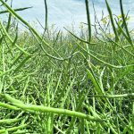 In September, Statistics Canada projected a canola crop of 18.98 million tonnes and average yield close to 38 bu. per acre. Alberta and Saskatchewan’s recent yield estimates are pointing to a much smaller crop. | File photo