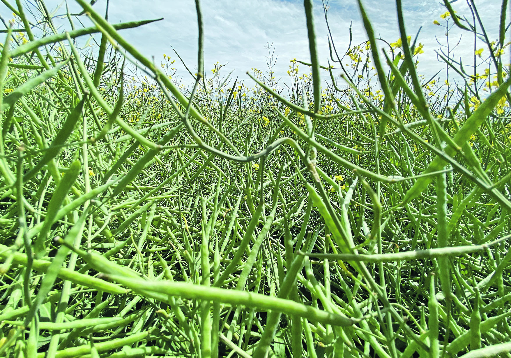 In September, Statistics Canada projected a canola crop of 18.98 million tonnes and average yield close to 38 bu. per acre. Alberta and Saskatchewan’s recent yield estimates are pointing to a much smaller crop.  |  File photo