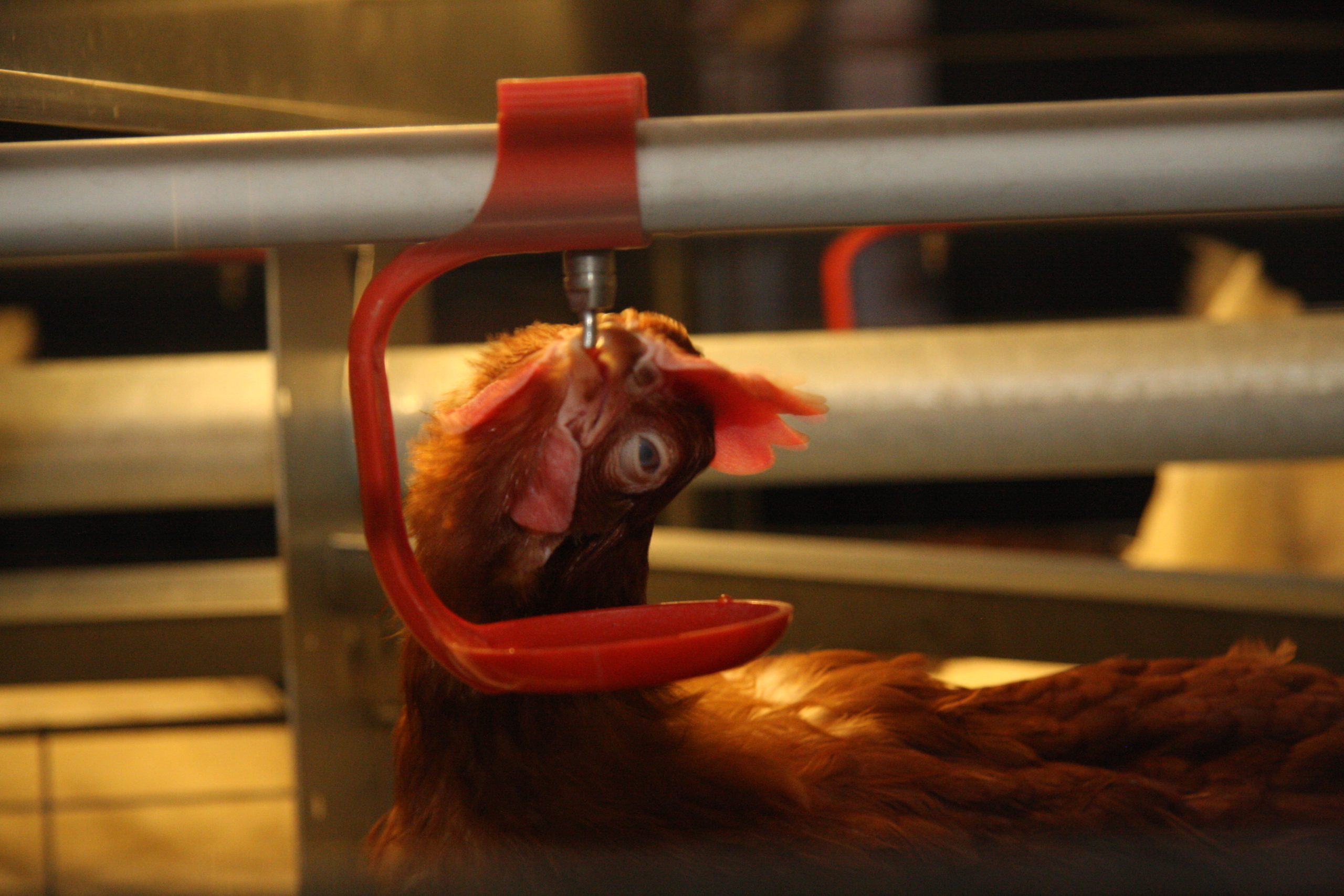 This bird takes time out for a drink during Canadian Western Agribition. Migrating wildfowl are once again threatening domestic poultry with avian flu. | Karen Briere photo
