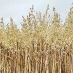The nitrogen rate research was supported by SaskOats, which wanted trial data on reducing rates of
nitrogen fertilizer by 15 and 30 per cent and what that means for profitability. | FILE PHOTO