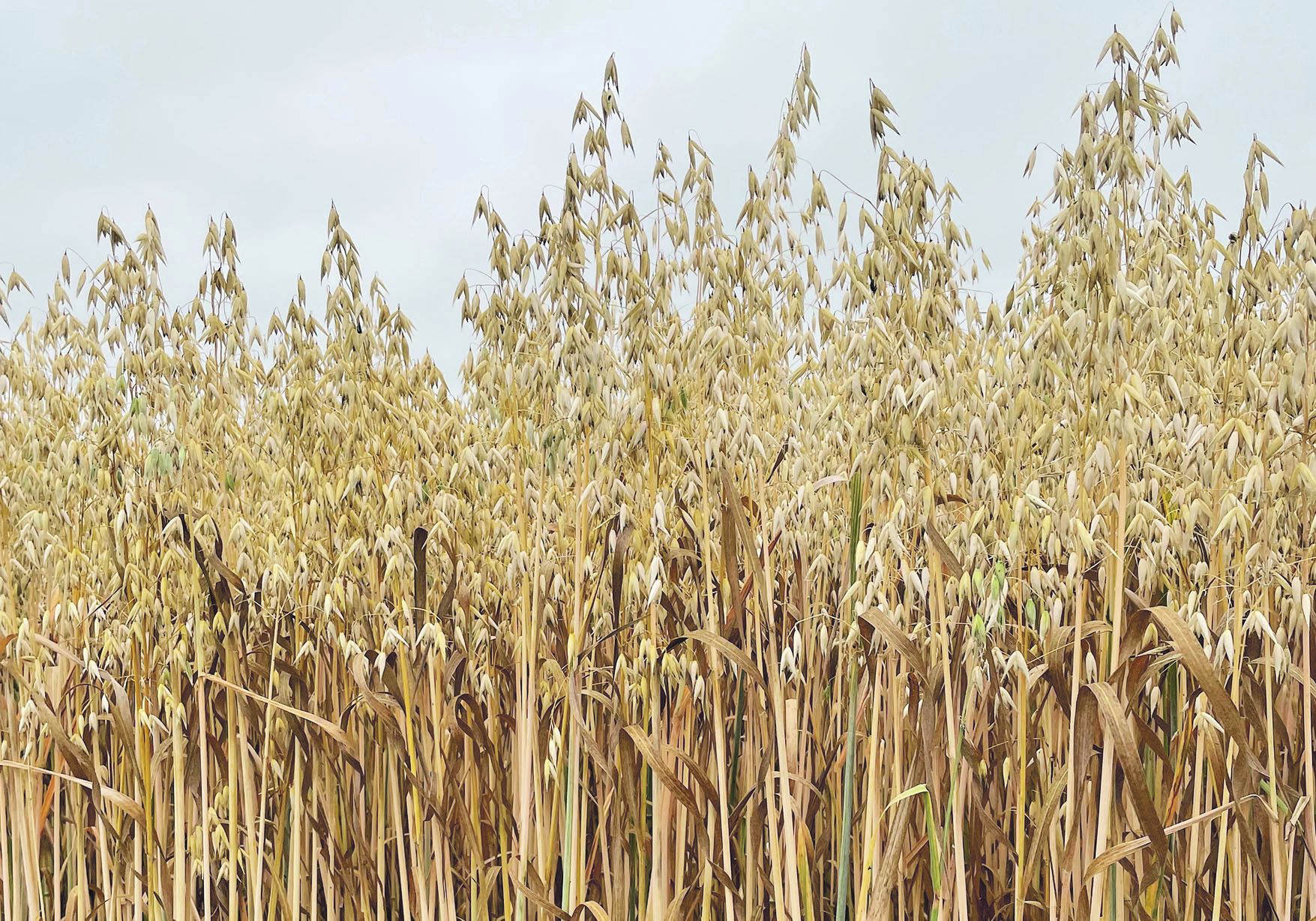 The nitrogen rate research was supported by SaskOats, which wanted trial data on reducing rates of
nitrogen fertilizer by 15 and 30 per cent and what that means for profitability. | FILE PHOTO