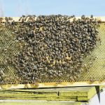 Bringing in queens and packages of bees from other countries is a solution to winter losses, but experts say it also comes with risks. | File photo