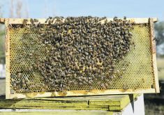 Bringing in queens and packages of bees from other countries is a solution to winter losses, but experts say it also comes with risks.  |  File photo