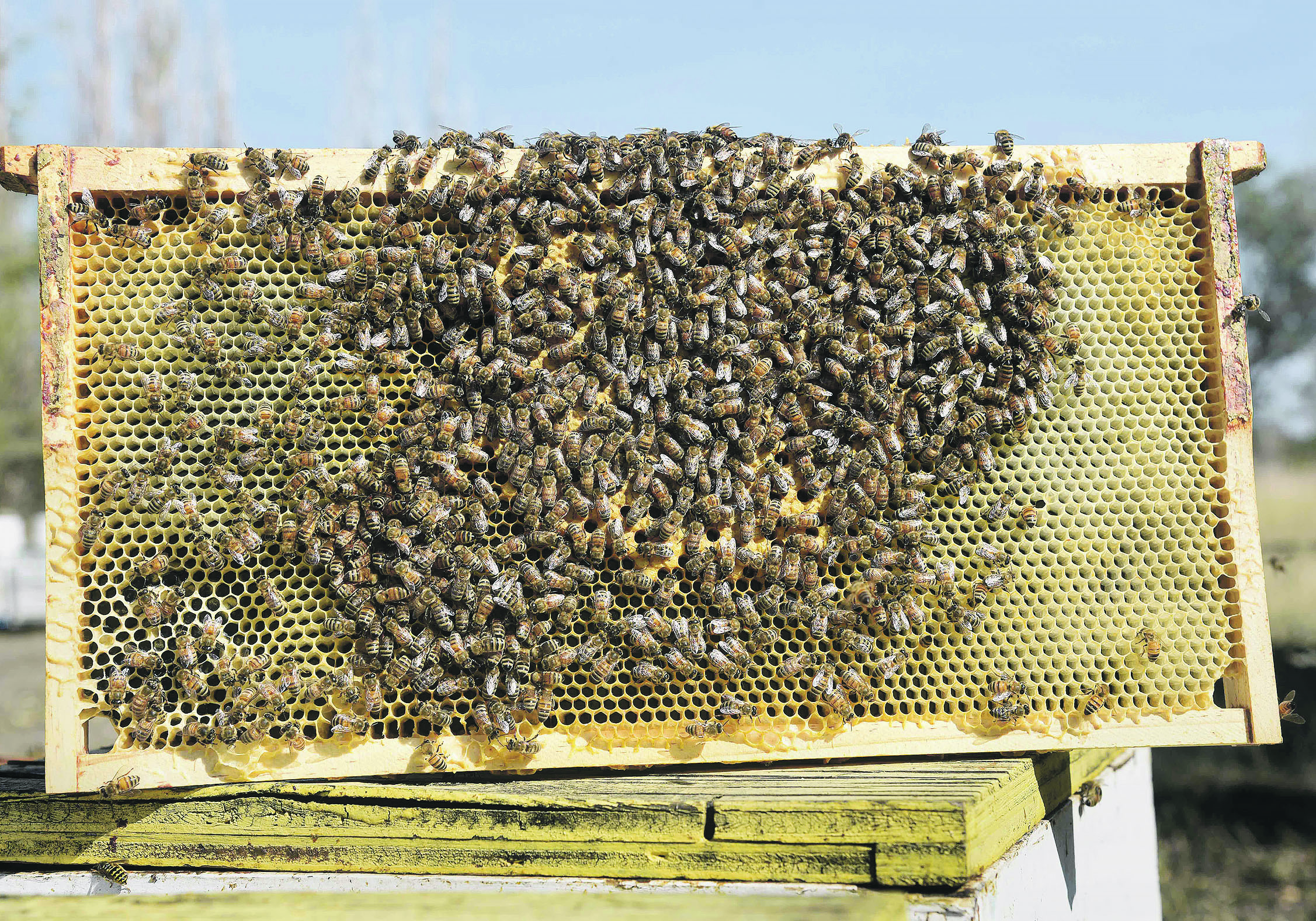 Bringing in queens and packages of bees from other countries is a solution to winter losses, but experts say it also comes with risks.  |  File photo
