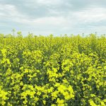 Verticillium stripe infects canola plants and produces tiny, pepper-like sclerotia on or inside the stem, which interfere with the uptake of water and nutrients. | File photo