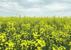 Verticillium stripe infects canola plants and produces tiny, pepper-like sclerotia on or inside the stem, which interfere with the uptake of water and nutrients.  |  File photo