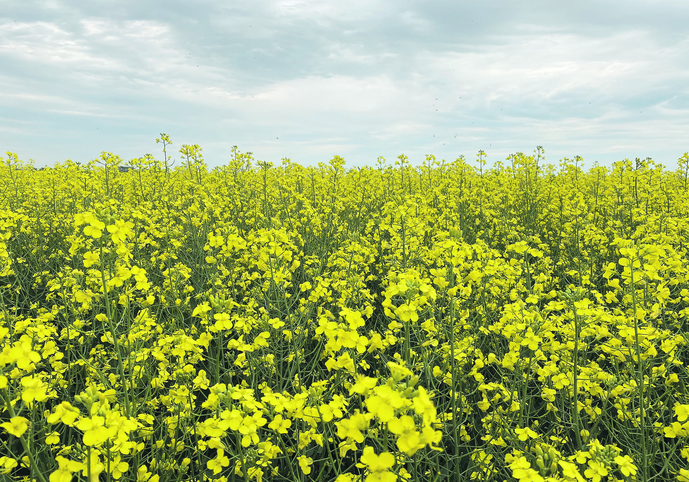 Verticillium stripe infects canola plants and produces tiny, pepper-like sclerotia on or inside the stem, which interfere with the uptake of water and nutrients.  |  File photo