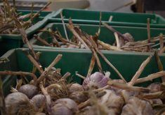 Garlic ready for sale at Mans Organics near Coaldale Alberta. Explosive growth in the country's organic industry has come to an end, according to a new report by the Canada Organic Trade Association. | File photo