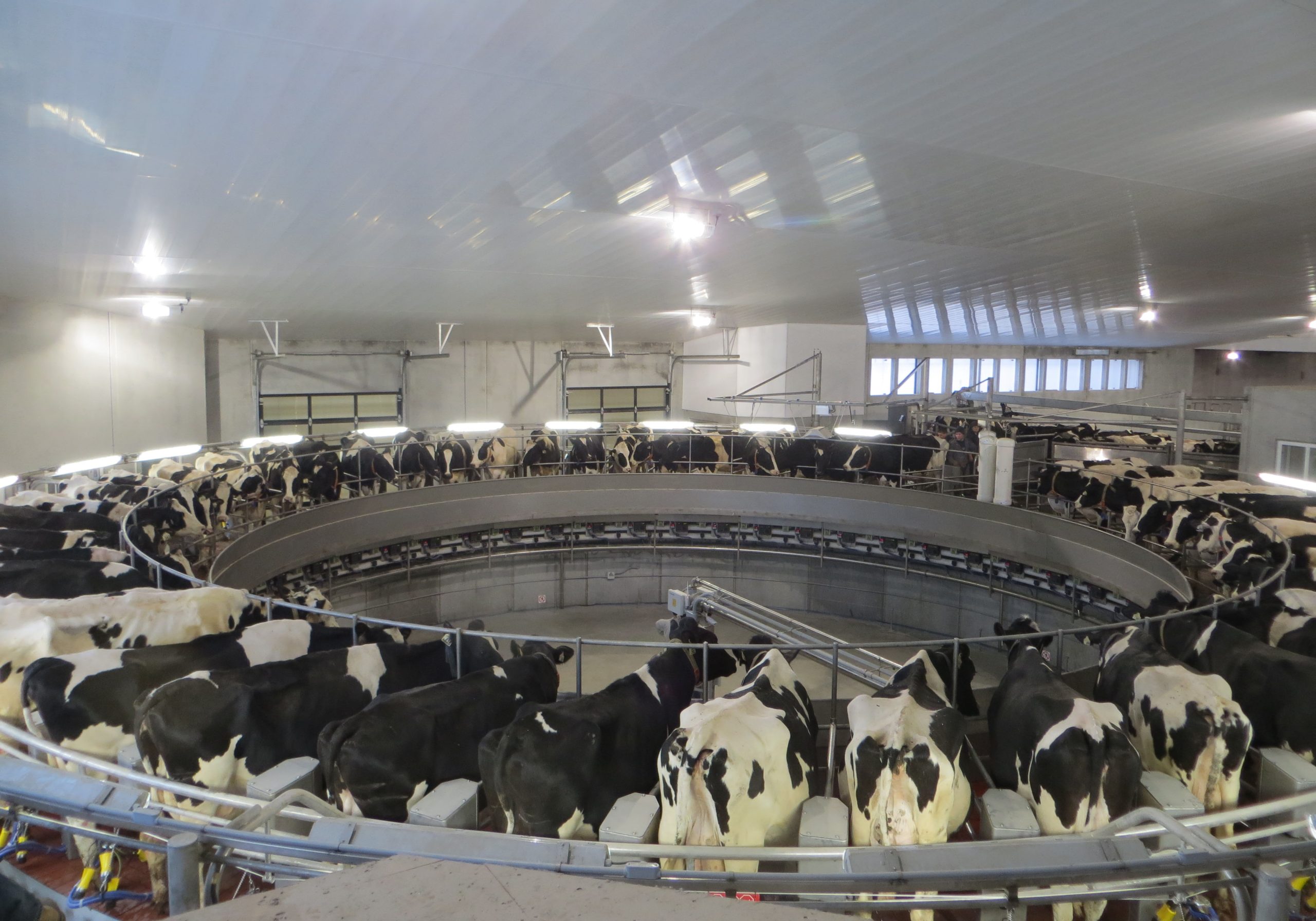 Cows being milked on the rotary system at the ter Borgh dairy farm near Leduc, Alta. A bill that would exclude Canada's supply managed sectors from international trade negotiations is unlikely to pass, according to a senator. | File photo