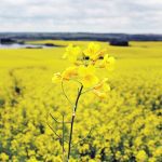 Most analysts believe the Canadian canola crop is much smaller than Statistics Canada’s 19 million tonne estimate made in September. | File photo