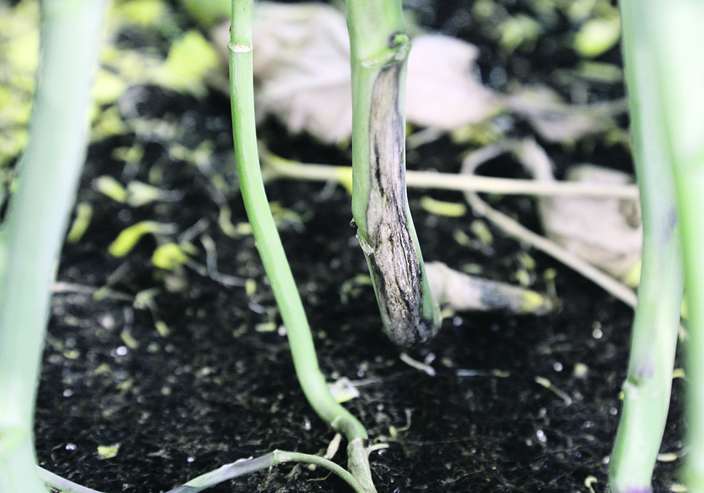 Blackleg incidence in prairie canola fields, which is the percentage of plants in a field with symptoms, increased to 23 per cent this year from 12 per cent last year.  |  File photo