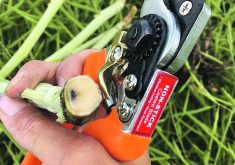 Many canola growers are running out of options as they battle increasingly virulent strains of blackleg. Race testing is seen as a way to better ensure the varieties they grow can withstand the threat in their fields.  |  Canola Council of Canada photo