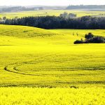 Statistics Canada’s current production estimate for canola stands at 18.9 million tonnes, but lower yields are likely to push production down by 0.5 to one million tonnes, which will certainly tighten the supply and demand situation on the Prairies. | File photo