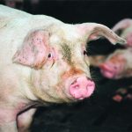 Measures are needed to address the three main factors that contribute to gastric ulcers in hogs: feed/nutrition, stress and health challenges. | File photo