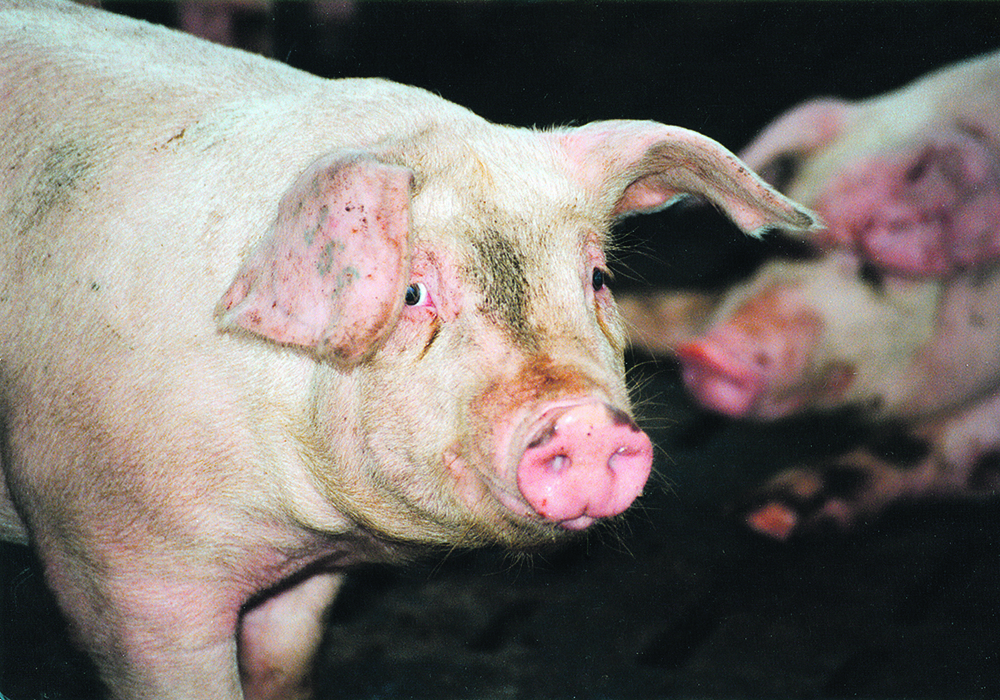 Measures are needed to address the three main factors that contribute to gastric ulcers in hogs: feed/nutrition, stress and health challenges.  |  File photo
