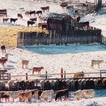 Alberta’s agriculture minister and provincial livestock organizations say Bill C-293 would give public health officials the authority to shut down facilities such as livestock operations and meat processing plants in the event of a pandemic. | File photo