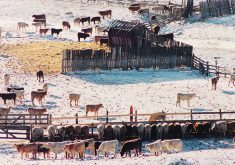 Alberta’s agriculture minister and provincial livestock organizations say Bill C-293 would give public health officials the authority to shut down facilities such as livestock operations and meat processing plants in the event of a pandemic.  |  File photo