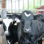 Industry observers say the beef-on-dairy trend may supplement the beef market. | Kristy Nudds photo