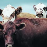 A Johne’s-infected cow will wean calves 50 pounds lighter, on average, than its healthy counterparts. | File photo