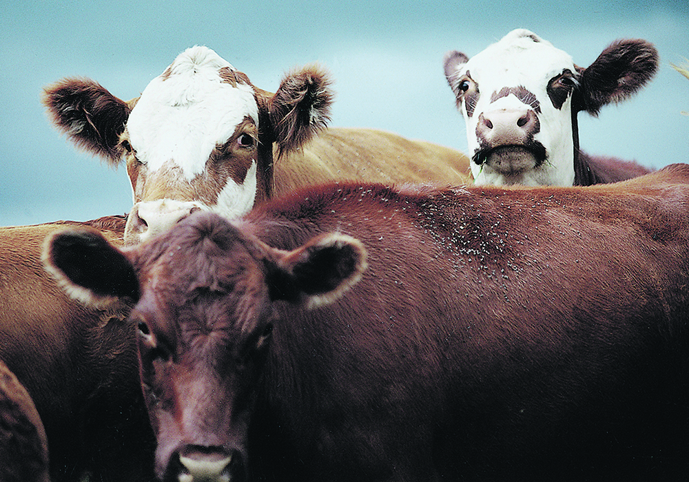A Johne’s-infected cow will wean calves 50 pounds lighter, on average, than its healthy counterparts.  |  File photo