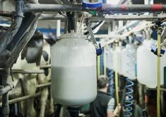 In November, the USDA will begin sampling milk in states where dairy cattle have contracted bird flu, including testing specific farms as needed to track the virus’ spread, agriculture secretary Tom Vilsack said. | Getty Images