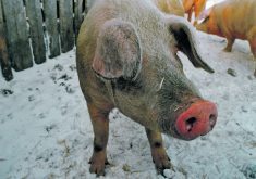 The detection of avian flu in a pig on a small farm makes the infection less of a concern than if it had been detected in a commercial hog farm, but a virologist says the risk will increase if the virus begins transmitting in pigs.  |  File photo