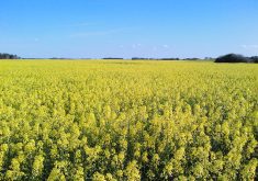 Canada is estimated to have seeded slightly more than 600,000 acres to mustard in 2024, of which more than 400,000 were in Saskatchewan.  |  SpreadTheMustard.com photo
