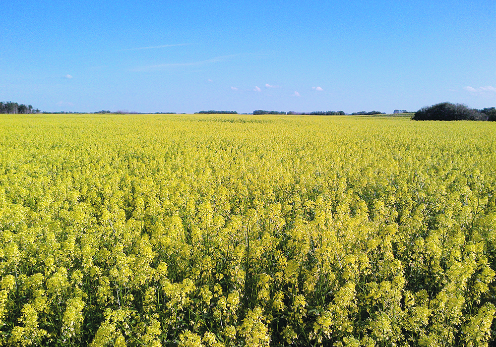 Canada is estimated to have seeded slightly more than 600,000 acres to mustard in 2024, of which more than 400,000 were in Saskatchewan.  |  SpreadTheMustard.com photo