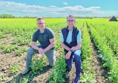 HyTech co-chief executive officer Cameron van Roon, left, and chief commercial officer Scott Horner check on the development of a hybrid canola seed crop near Lethbridge.  |  HyTech photo