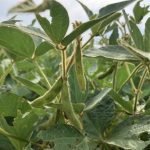 American farmers need to diversify out of corn and soy as other countries become more competitive, says analyst Owen Wagner. | Greg Berg photo