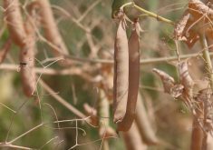 Information for the first two months of the crop year shows India as the biggest buyer of peas, purchasing 387,100 tonnes of the pulse, followed by China at 222,400 tonnes. This is expected to come down as India reconsiders tariffs and the domestic crop comes in. | Robin Booker photo