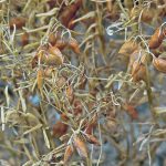 Singapore could become an important market for food and ingredients from Canadian farms including pulses, oilseeds and grains. | File photo
