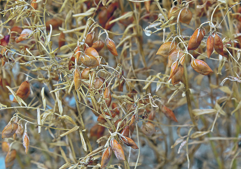 Singapore could become an important market for food and ingredients from Canadian farms including pulses, oilseeds and grains.  |  File photo