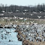 Since the start of North America’s outbreaks in late 2021, the Canadian Food Inspection Agency says just under 11.9 million domestic birds have been affected in Canada, either by infection or culls. Migratory birds are considered to be carriers of the virus. | File photo