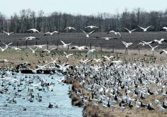 Since the start of North America&rsquo;s outbreaks in late 2021, the Canadian Food Inspection Agency says just under 11.9 million domestic birds have been affected in Canada, either by infection or culls. Migratory birds are considered to be carriers of the virus.  |  File photo