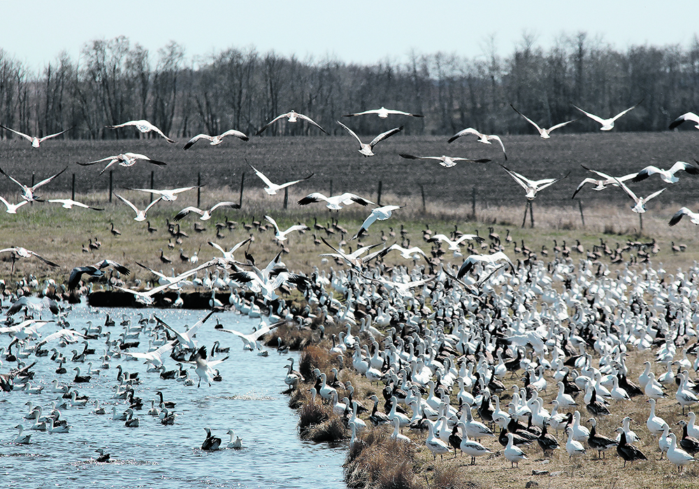 Since the start of North America’s outbreaks in late 2021, the Canadian Food Inspection Agency says just under 11.9 million domestic birds have been affected in Canada, either by infection or culls. Migratory birds are considered to be carriers of the virus.  |  File photo