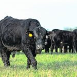 Injuries to bulls typically happen when they are introduced or reintroduced to one another, and when transported together in trailers. | Getty Images