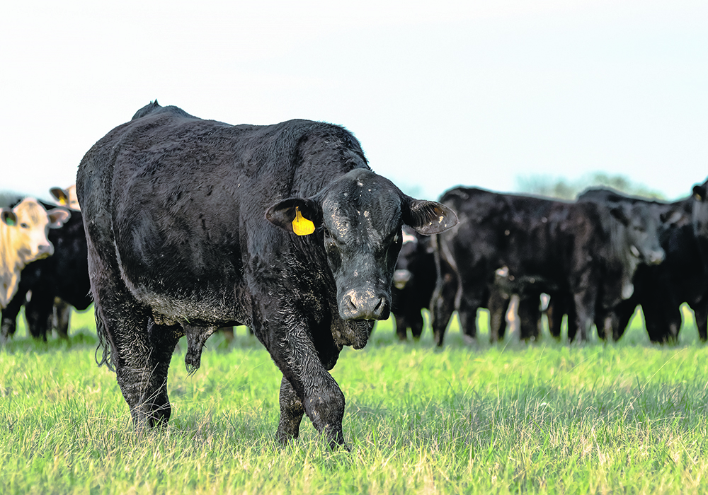 Injuries to bulls typically happen when they are introduced or reintroduced to one another, and when transported together in trailers. | Getty Images