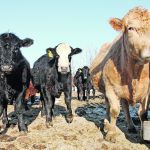 A COVID-era program allowed producers to bring their animals to another farmer who had an on-farm slaughter licence. The uninspected meat could only be consumed by the original owner of the slaughtered animal, but some farms slaughter and sell meat without having an inspector check that it is safe for human consumption. | File photo