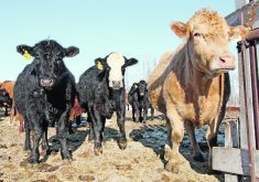 Cattle stand on the frozen ground in an outdoor pen looking curiously at the camera located near ground level.