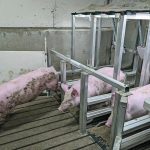 Pigs run through the weighing station during a demonstration at the Glenlea Research Station. | Geralyn Wichers photo